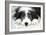 Bearded Collie Puppy-null-Framed Photographic Print