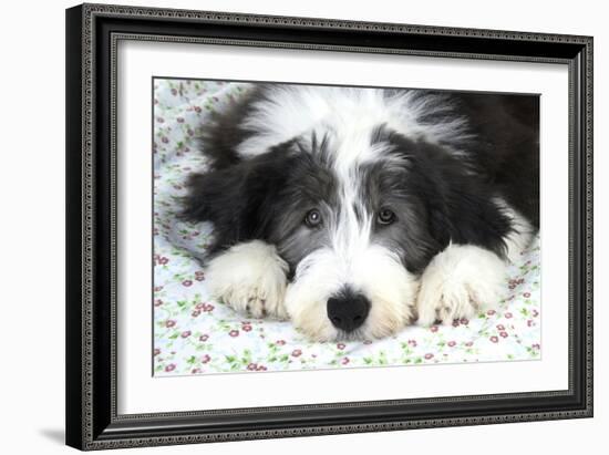 Bearded Collie Puppy-null-Framed Photographic Print