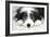 Bearded Collie Puppy-null-Framed Photographic Print