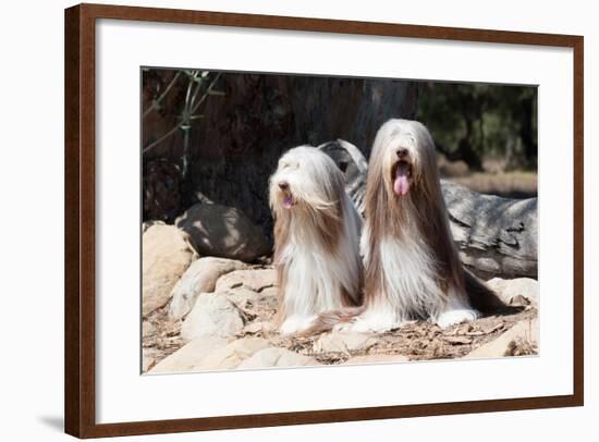 Bearded Collies Sitting at Park-Zandria Muench Beraldo-Framed Photographic Print