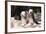 Bearded Collies Sitting at Park-Zandria Muench Beraldo-Framed Photographic Print