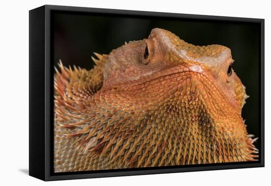 Bearded Dragon (Pogona Vitticeps), captive, Australia, Pacific-Janette Hill-Framed Premier Image Canvas