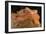 Bearded Dragon (Pogona Vitticeps), captive, Australia, Pacific-Janette Hill-Framed Photographic Print