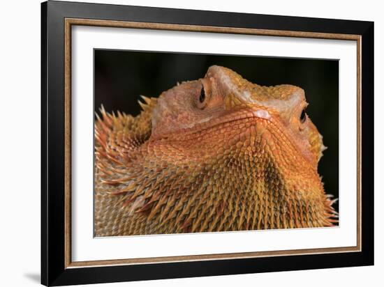 Bearded Dragon (Pogona Vitticeps), captive, Australia, Pacific-Janette Hill-Framed Photographic Print