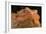 Bearded Dragon (Pogona Vitticeps), captive, Australia, Pacific-Janette Hill-Framed Photographic Print