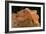 Bearded Dragon (Pogona Vitticeps), captive, Australia, Pacific-Janette Hill-Framed Photographic Print