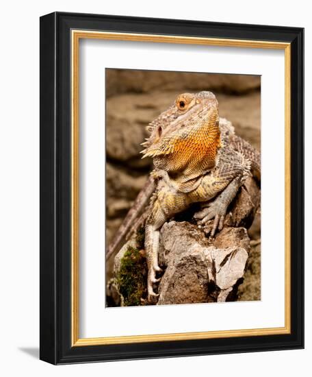 Bearded Dragon, Pogona Vitticeps, Native to Australia-David Northcott-Framed Photographic Print