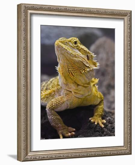 Bearded Dragon-Adam Jones-Framed Photographic Print