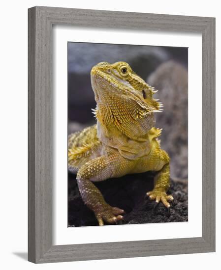 Bearded Dragon-Adam Jones-Framed Photographic Print