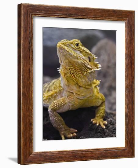 Bearded Dragon-Adam Jones-Framed Photographic Print