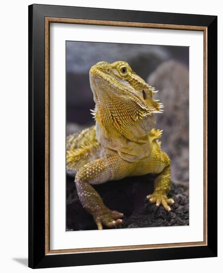 Bearded Dragon-Adam Jones-Framed Photographic Print