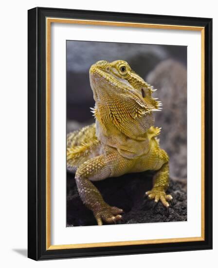 Bearded Dragon-Adam Jones-Framed Photographic Print