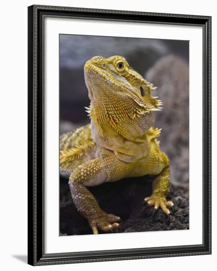 Bearded Dragon-Adam Jones-Framed Photographic Print