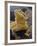 Bearded Dragon-Adam Jones-Framed Photographic Print