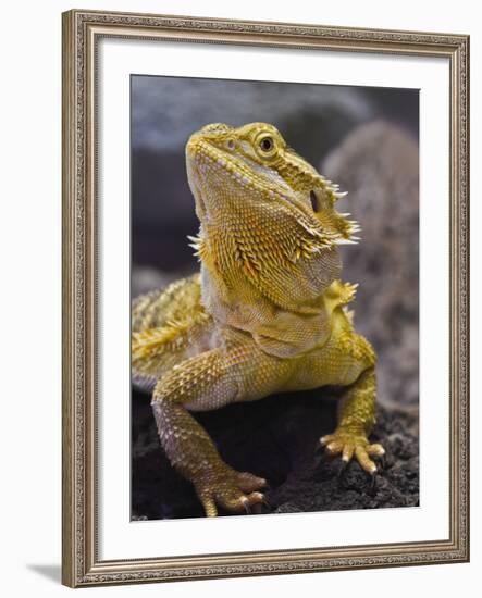 Bearded Dragon-Adam Jones-Framed Photographic Print