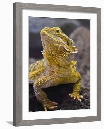 Bearded Dragon-Adam Jones-Framed Photographic Print