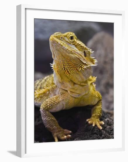 Bearded Dragon-Adam Jones-Framed Photographic Print