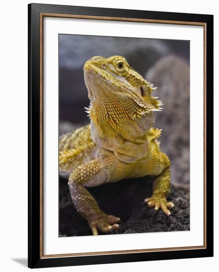 Bearded Dragon-Adam Jones-Framed Photographic Print