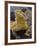 Bearded Dragon-Adam Jones-Framed Photographic Print