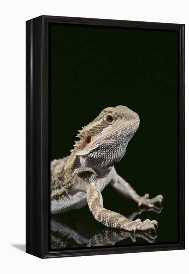 Bearded Dragon-DLILLC-Framed Premier Image Canvas