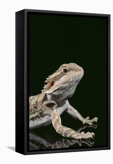 Bearded Dragon-DLILLC-Framed Premier Image Canvas