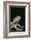 Bearded Dragon-DLILLC-Framed Photographic Print