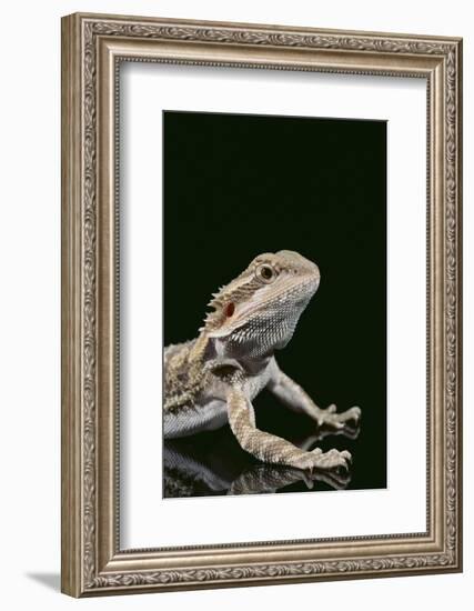 Bearded Dragon-DLILLC-Framed Photographic Print