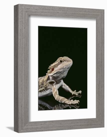 Bearded Dragon-DLILLC-Framed Photographic Print