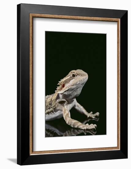 Bearded Dragon-DLILLC-Framed Photographic Print