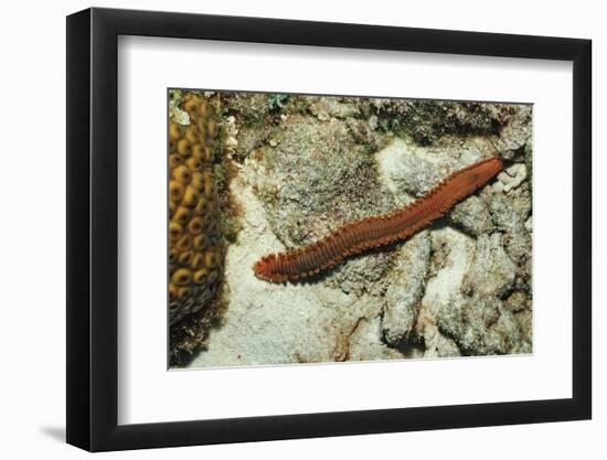 Bearded Fireworm, Hermodice Carunculata, Netherlands Antilles, Bonaire, Caribbean Sea-Reinhard Dirscherl-Framed Photographic Print