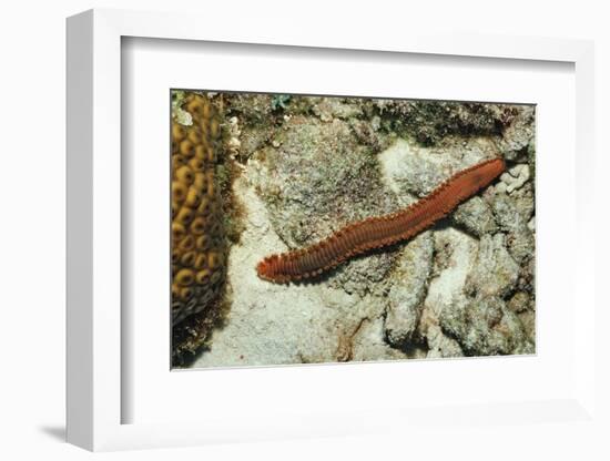 Bearded Fireworm, Hermodice Carunculata, Netherlands Antilles, Bonaire, Caribbean Sea-Reinhard Dirscherl-Framed Photographic Print