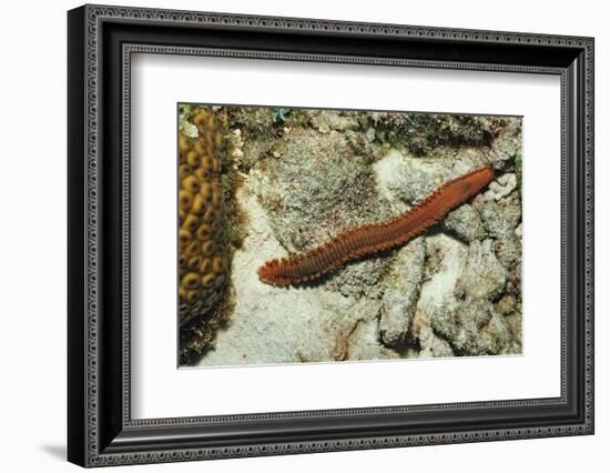 Bearded Fireworm, Hermodice Carunculata, Netherlands Antilles, Bonaire, Caribbean Sea-Reinhard Dirscherl-Framed Photographic Print