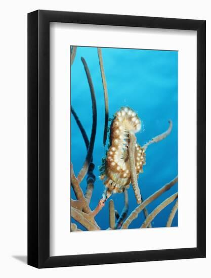 Bearded Fireworm, Hermodice Carunculata, Netherlands Antilles, Bonaire, Caribbean Sea-Reinhard Dirscherl-Framed Photographic Print