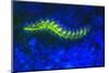 Bearded Fireworm Underwater Fluorescence, West Palm Beach, Florida, USA-Stuart Westmorland-Mounted Photographic Print