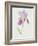 Bearded Iris, C.1980-Brenda Moore-Framed Premium Giclee Print