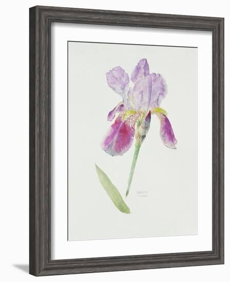 Bearded Iris, C.1980-Brenda Moore-Framed Premium Giclee Print