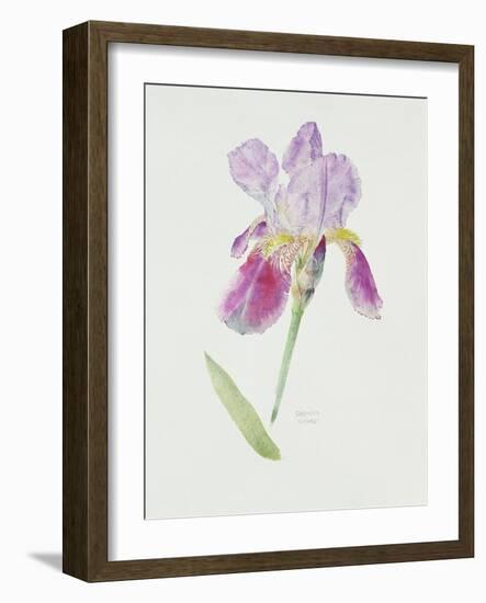 Bearded Iris, C.1980-Brenda Moore-Framed Premium Giclee Print