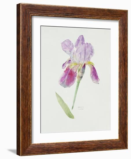 Bearded Iris, C.1980-Brenda Moore-Framed Premium Giclee Print