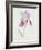 Bearded Iris, C.1980-Brenda Moore-Framed Premium Giclee Print