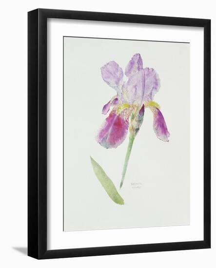 Bearded Iris, C.1980-Brenda Moore-Framed Premium Giclee Print