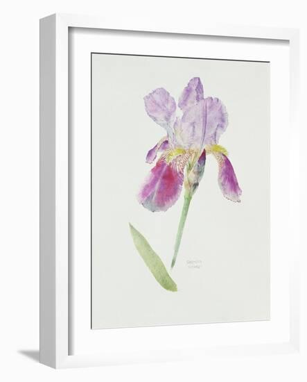 Bearded Iris, C.1980-Brenda Moore-Framed Premium Giclee Print