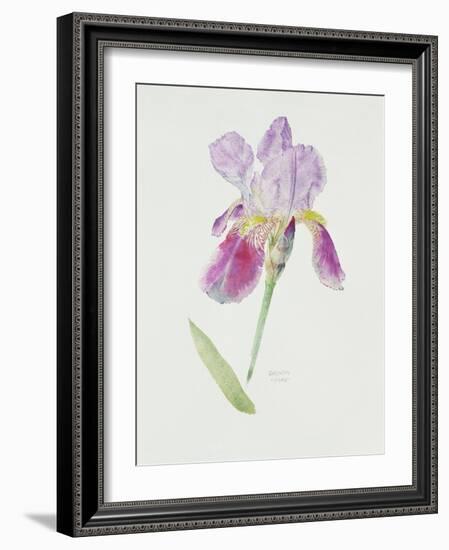 Bearded Iris, C.1980-Brenda Moore-Framed Premium Giclee Print