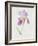 Bearded Iris, C.1980-Brenda Moore-Framed Premium Giclee Print