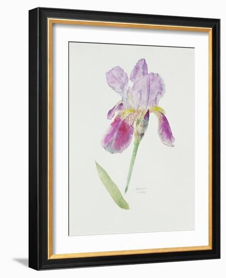 Bearded Iris, C.1980-Brenda Moore-Framed Premium Giclee Print