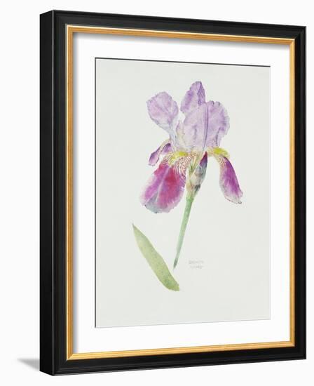 Bearded Iris, C.1980-Brenda Moore-Framed Giclee Print