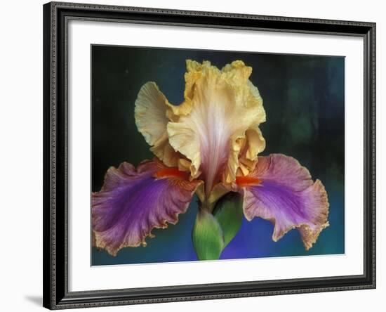 Bearded Iris, Rochester, Michigan, USA-Claudia Adams-Framed Photographic Print