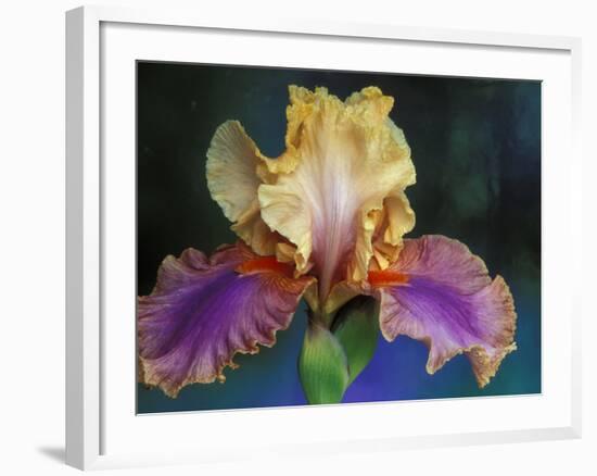 Bearded Iris, Rochester, Michigan, USA-Claudia Adams-Framed Photographic Print