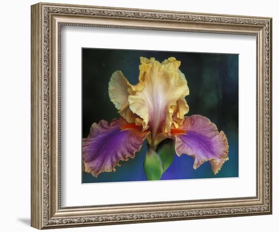 Bearded Iris, Rochester, Michigan, USA-Claudia Adams-Framed Photographic Print