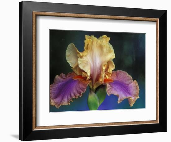 Bearded Iris, Rochester, Michigan, USA-Claudia Adams-Framed Photographic Print