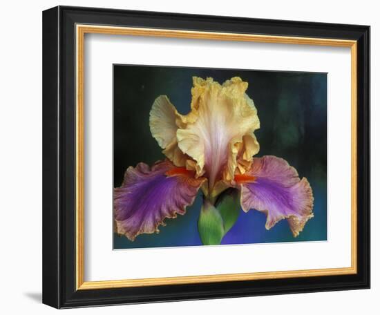 Bearded Iris, Rochester, Michigan, USA-Claudia Adams-Framed Photographic Print